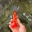 A  Grade Red White Oranda Male 5.5-6 inches #082126OR_07