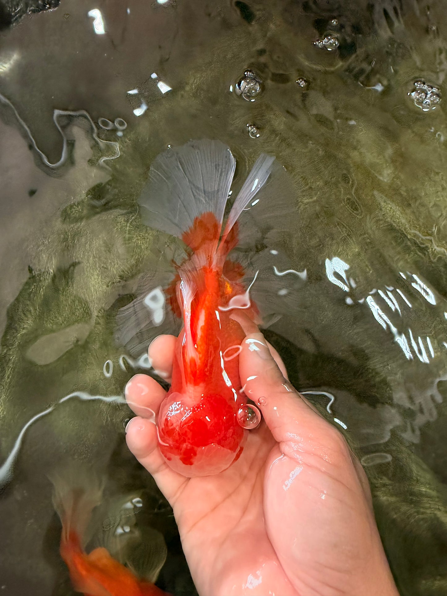 A  Grade Red White Oranda Male 5.5-6 inches #082126OR_07