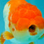 Red White Lionchu Male 4.5-5 Inches #100226LC_19