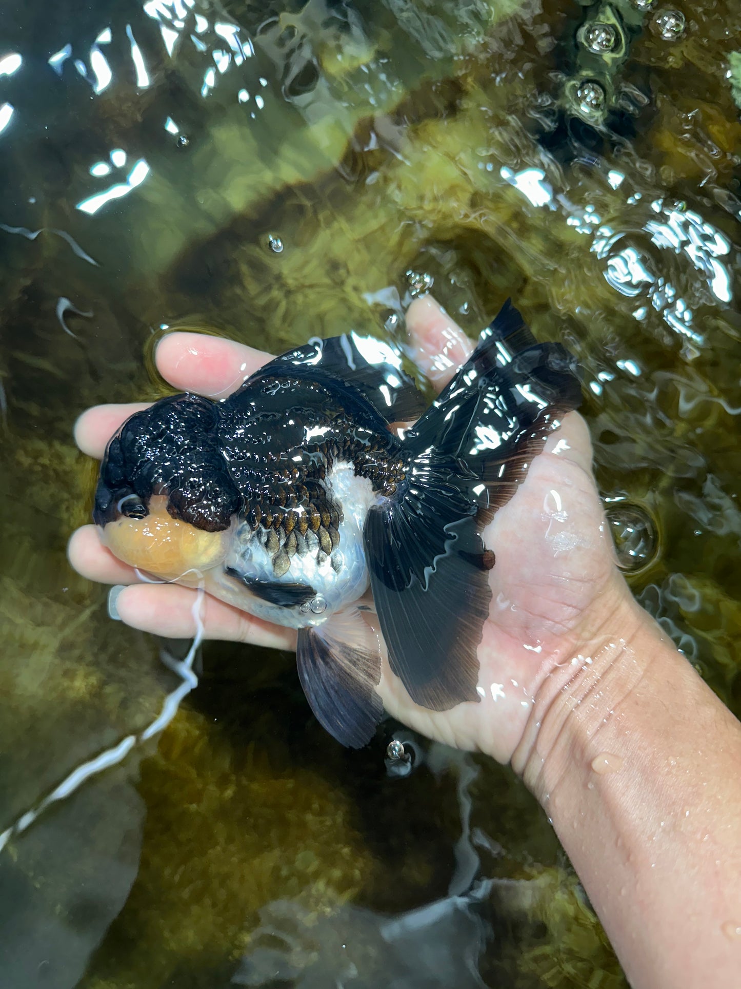 CHUBBY CHEEK Panda Oranda Female 5-5.5 inches #090525OR_20