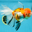 A Grade Jumbo MASSIVE BUTTERFLY TAIL Tricolor Sakura Oranda Female 6.5 inches #010325OR_03