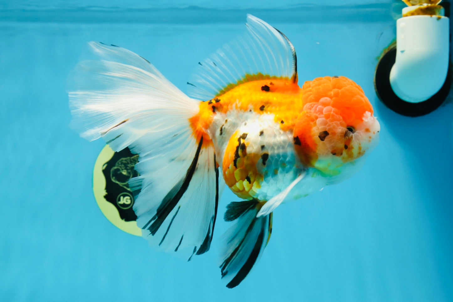 A Grade Jumbo MASSIVE BUTTERFLY TAIL Tricolor Sakura Oranda Female 6.5 inches #010325OR_03