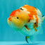 AAA Grade Super Special Sanke Kohaku Sakura Ranchu Female 6-6.5 inches #100226RC_25