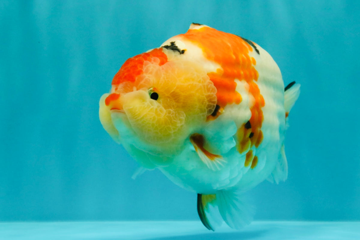 AAA Grade Super Special Sanke Kohaku Sakura Ranchu Female 6-6.5 inches #100226RC_25