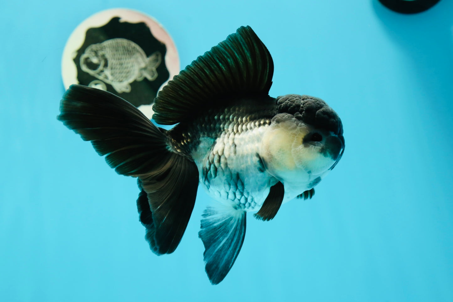 🐼 A Grade Chunky Panda Oranda Female 5.5 inches #0517OR_01