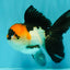 A Grade Red White Oranda Male 5-5.5 inches #051526OR_03