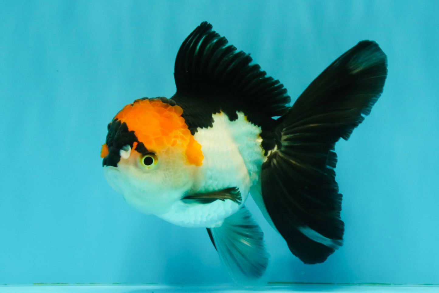 A Grade Red White Oranda Male 5-5.5 inches #051526OR_03