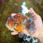CHONKY A Grade Kirin Oranda Male 5.5 inches #121925OR_13