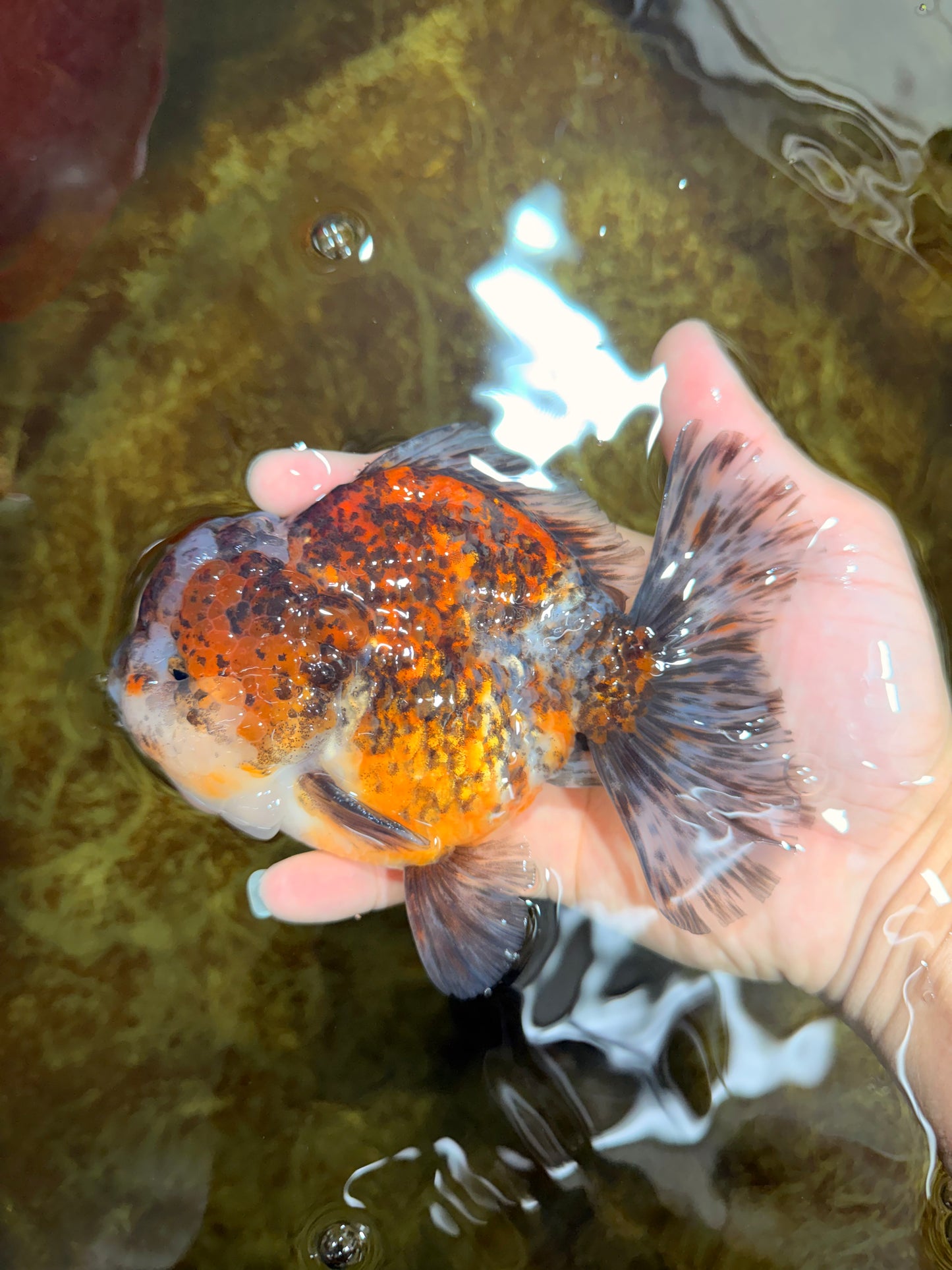 CHONKY A Grade Kirin Oranda Male 5.5 inches #121925OR_13