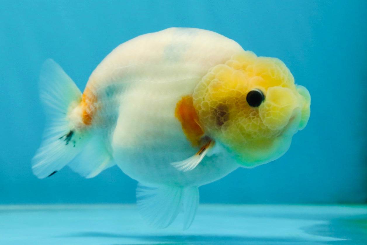 A Grade Sakura Button Eyes LionQueen 4 inches #050925LC_09