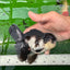 Panda Oranda mâle de qualité A 5 pouces #0830OR_20