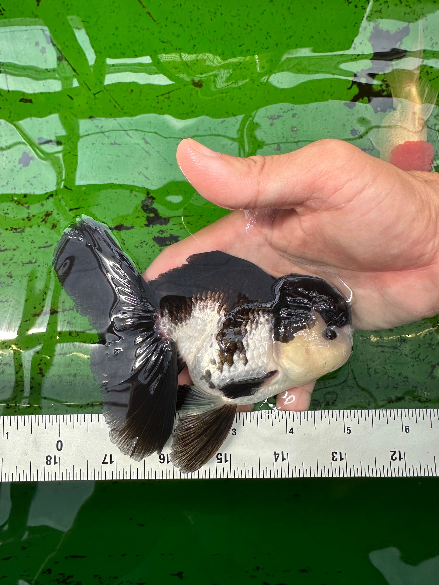 A Grade Panda Oranda Male 5 inches #0830OR_20