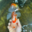 AAA Grade ADORABLE Red White Oranda Male 6 inches #090525OR_08