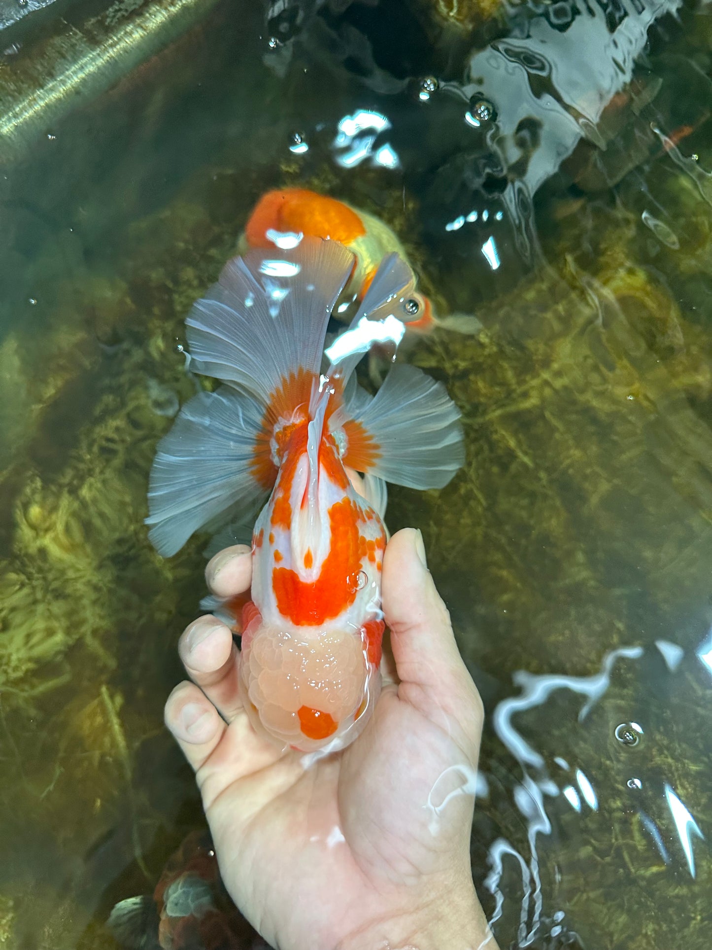 AAA Grade ADORABLE Red White Oranda Male 6 inches #090525OR_08