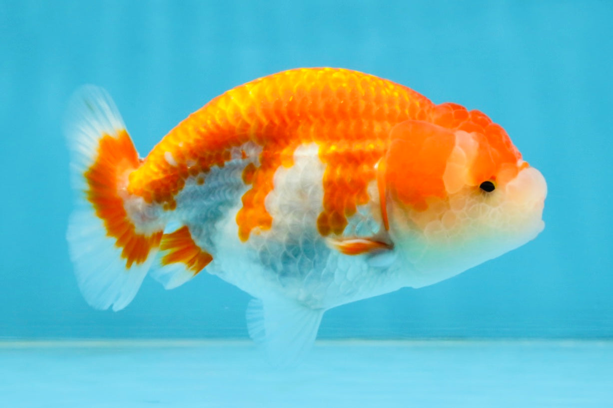 A Grade Red White LionQueen 4 inches #112125LC_10