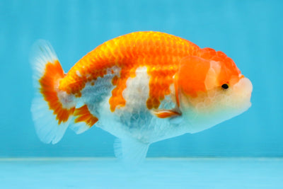 A Grade Red White LionQueen 4 inches #112125LC_10