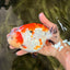 SPECIAL A Grade Kohaku Diamond Scale Sakura Ranchu Female 5.5-6 inches #100926RC_33