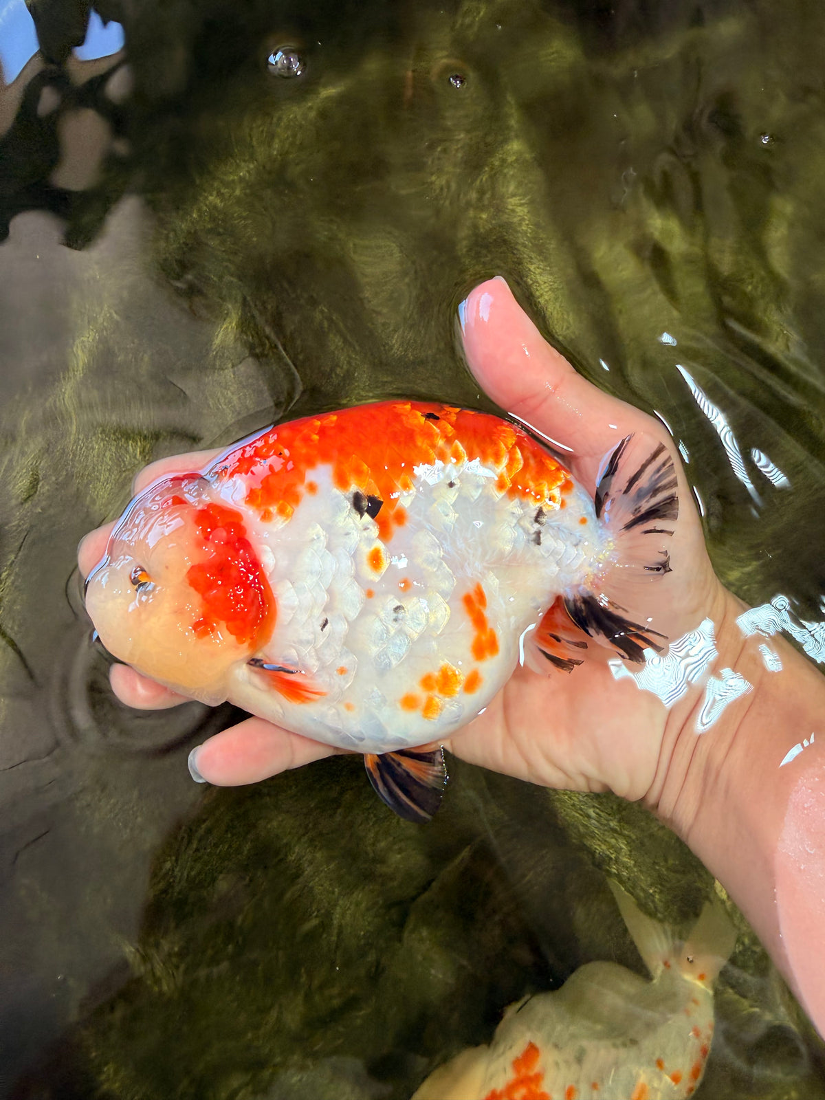 SPECIAL A Grade Kohaku Diamond Scale Sakura Ranchu Female 5.5-6 inches #100926RC_33