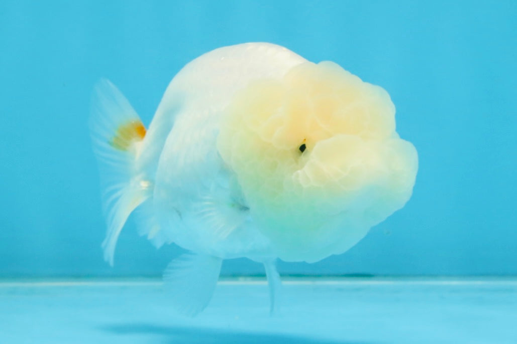 SNOW WHITE A Grade White LionQueen 3.5-4 inches #112825LC_05