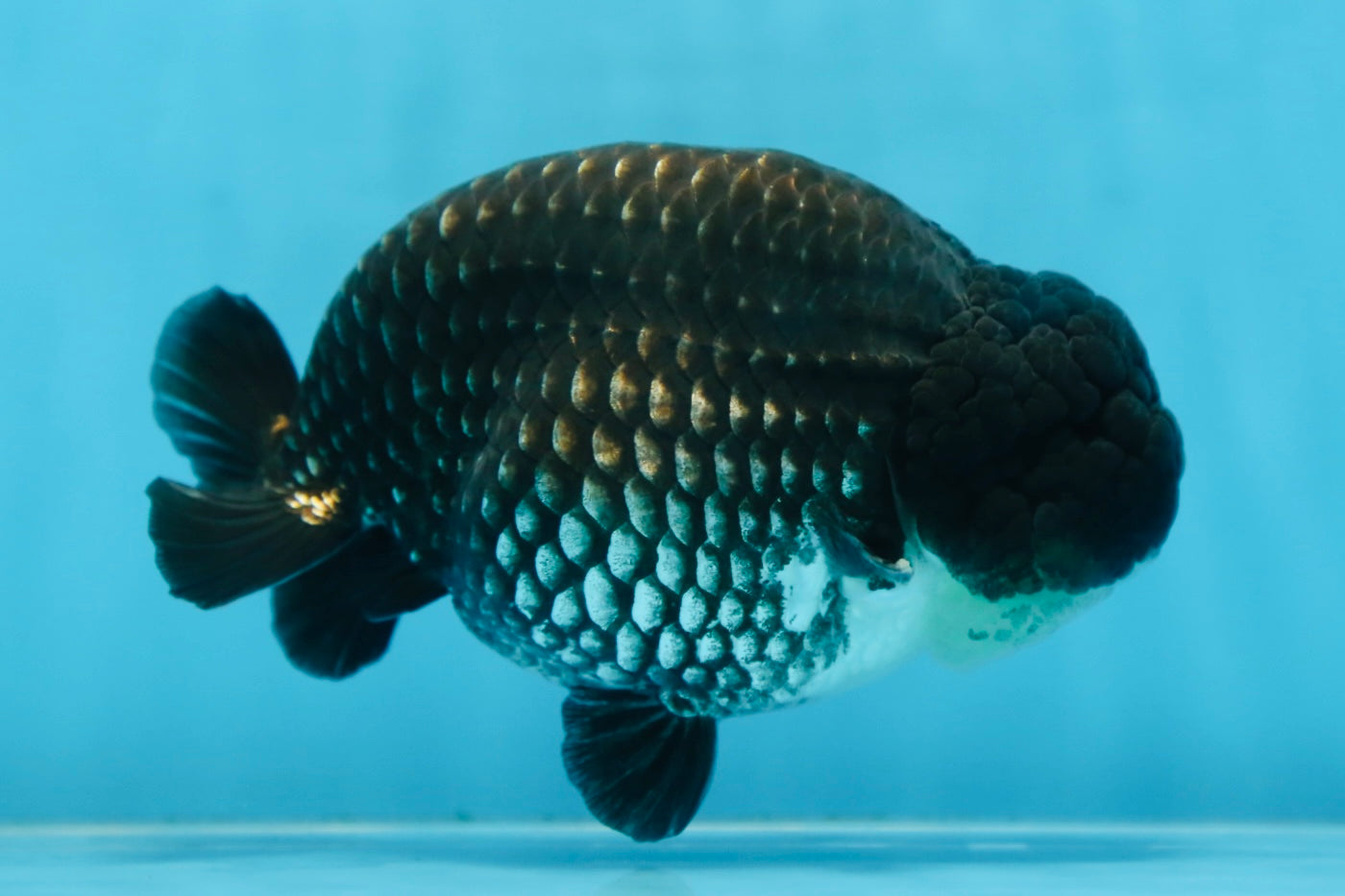 AAA Grade CHONKY Black Blue LionKing 5.5 inches #090525LC_05