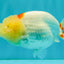 Red White LionChu Female 4.5-5 inches #050826LC_17