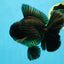 AAA Grade Young Godzilla Black Oranda Male 5.5 inches #050925OR_53
