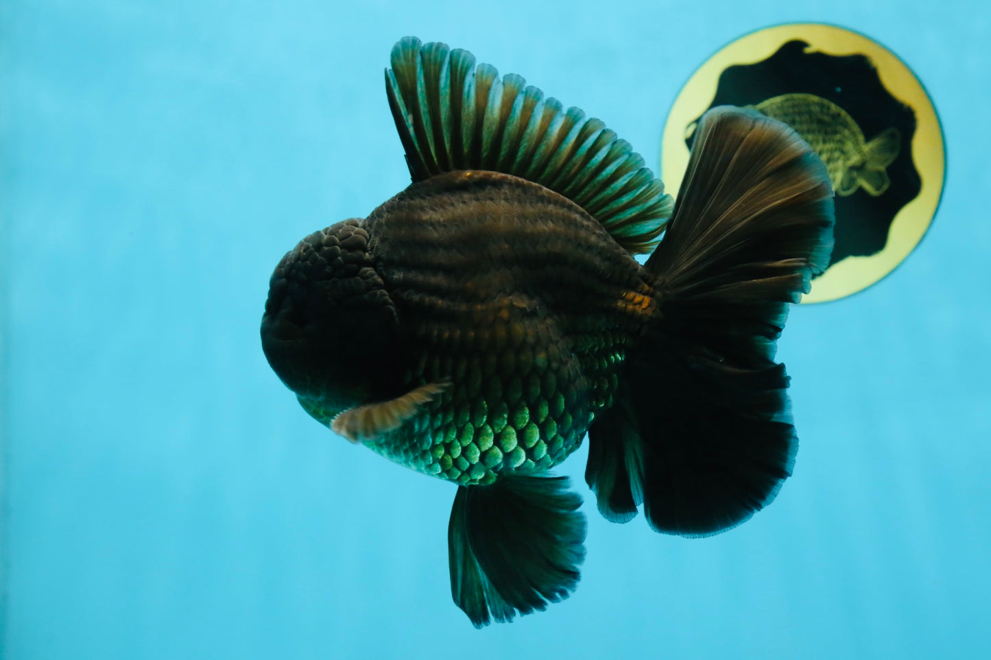 AAA Grade Young Godzilla Black Oranda Male 5.5 inches #050925OR_53
