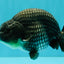 A Grade Blue Ranchu Male 5 inches #072426RC_36