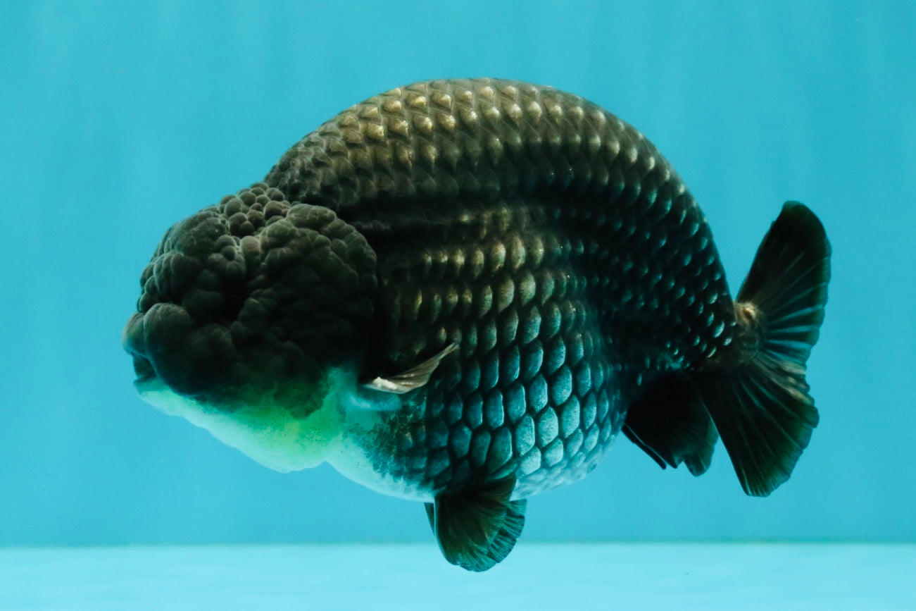 A Grade Blue Ranchu Male 5 inches #072426RC_36