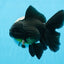 A Grade Black Oranda Male 5.5-6 inches #0726OR_04