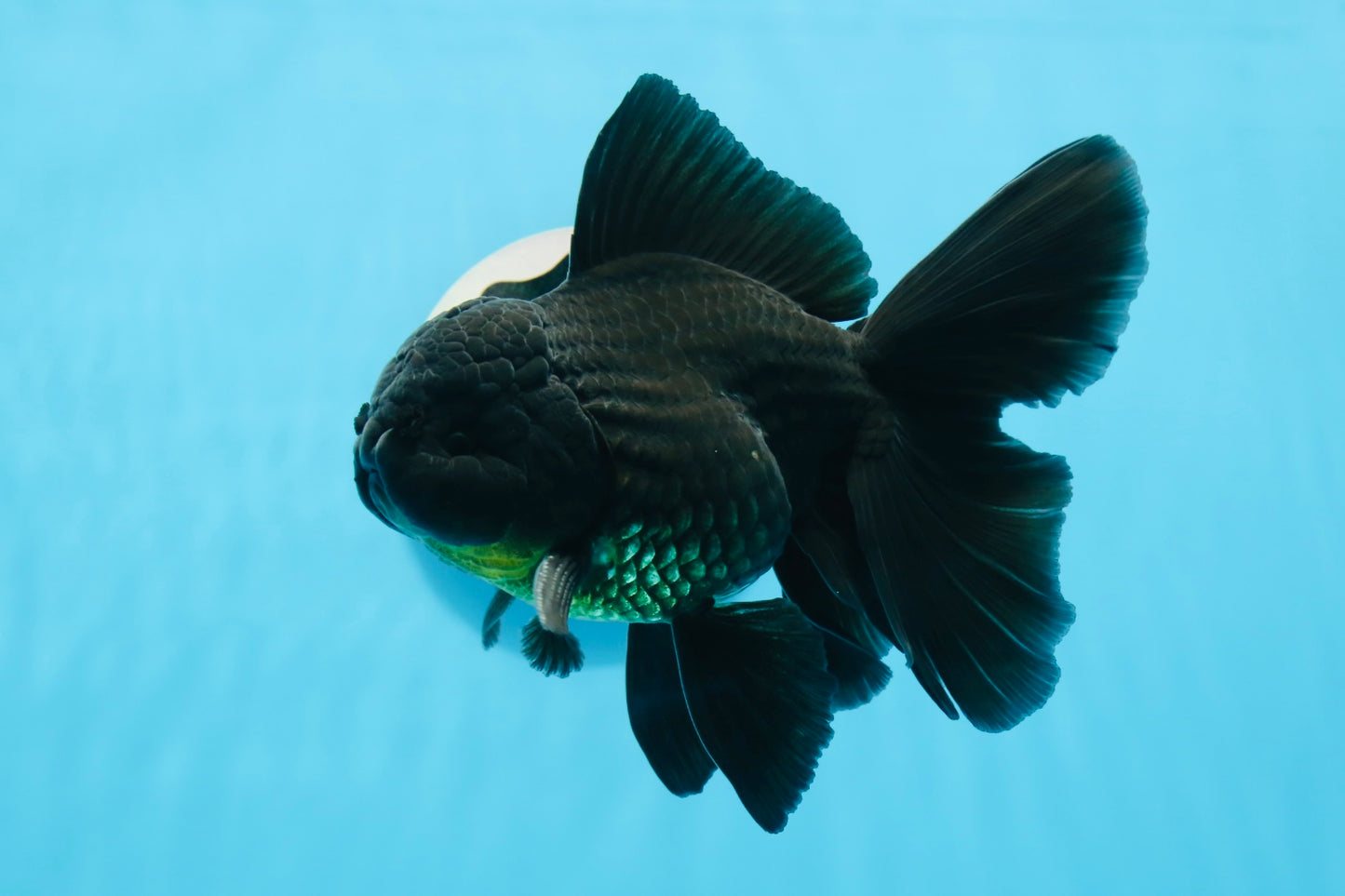 A Grade Black Oranda Male 5.5-6 inches #0726OR_04