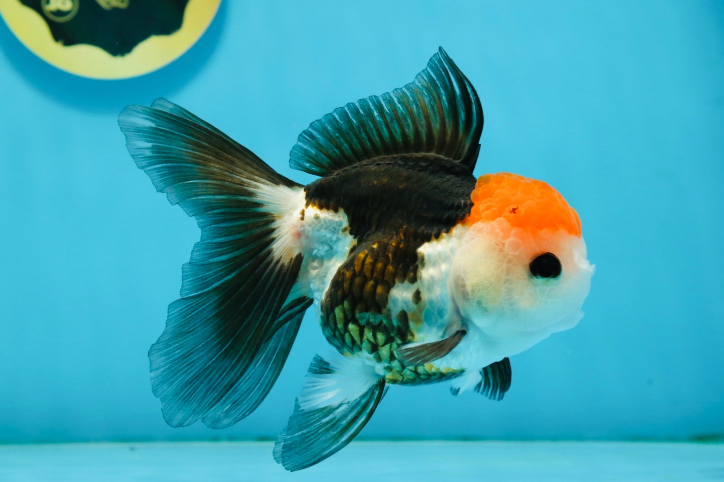 Tricolor Button Eyes Oranda Female 5 inches #121324OR_19