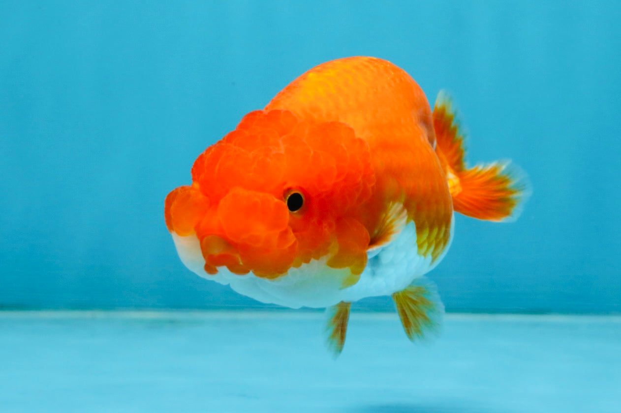 A Grade Red White LionQueen 4 inches #112825LC_04