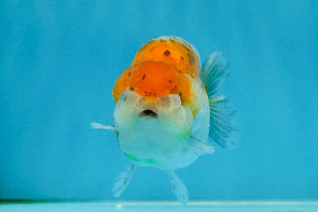 A Grade Calico LionQueen 4 inches #060625LC_05