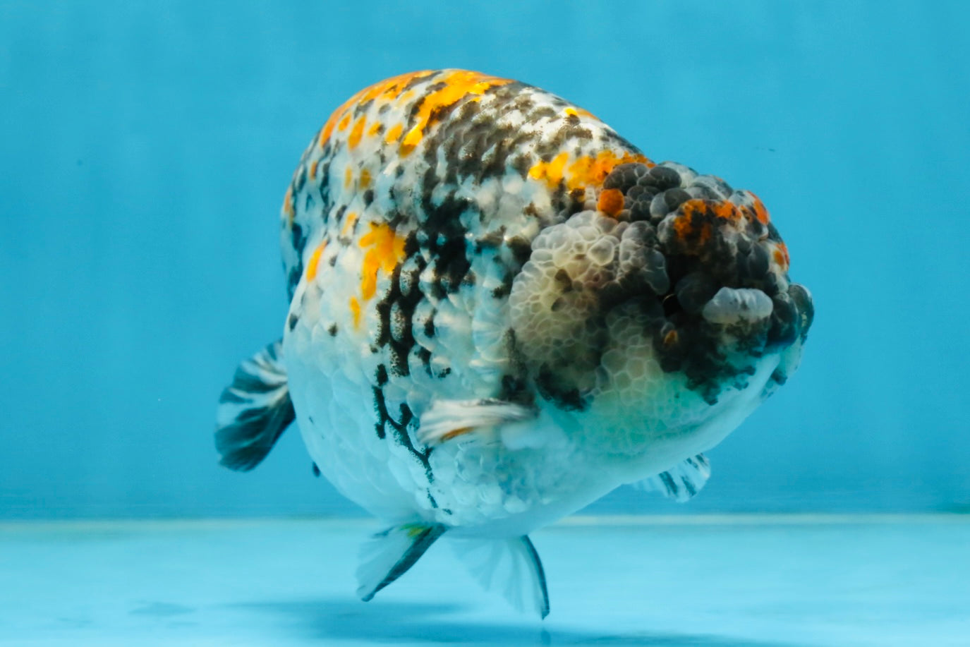 A Grade Tricolor Tiger LionKing Male 5.5 inches #102425LC_03