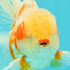 A Grade Lipstick Kohaku Red White Oranda Male 5.5 inches #102326OR_19