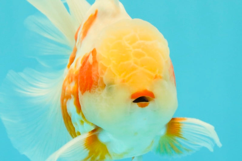 A Grade Lipstick Kohaku Red White Oranda Male 5.5 inches #102326OR_19