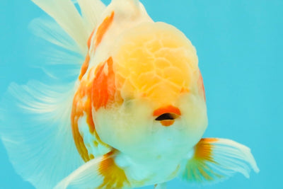 A Grade Lipstick Kohaku Red White Oranda Male 5.5 inches #102326OR_19