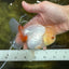 White Beauty Oranda Male 5 inches #053025OR_30