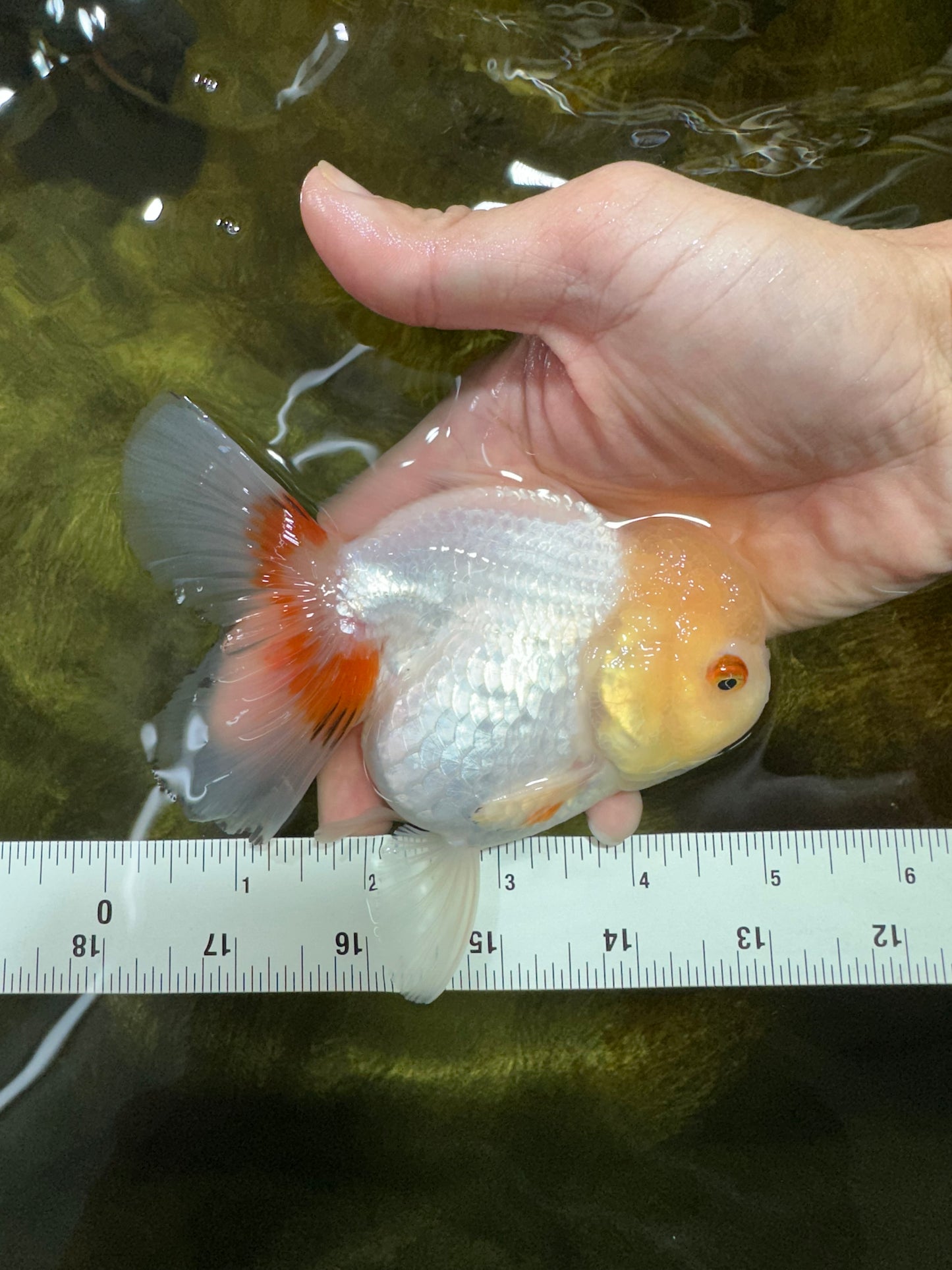 White Beauty Oranda Male 5 inches #053025OR_30