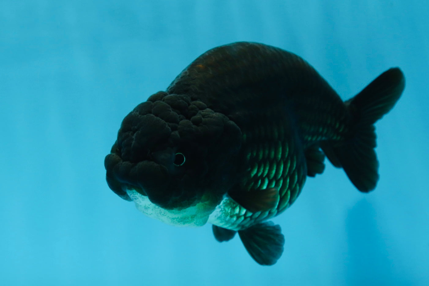 A Grade Black LionQueen 5-5.5 inches #071125LC_01