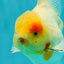 BEAUTY AAA Grade Sakura Oranda Male 6.5 inches #081426OR_03
