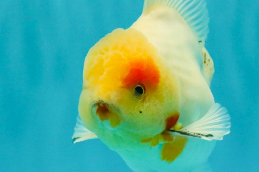 BEAUTY AAA Grade Sakura Oranda Male 6.5 inches #081426OR_03