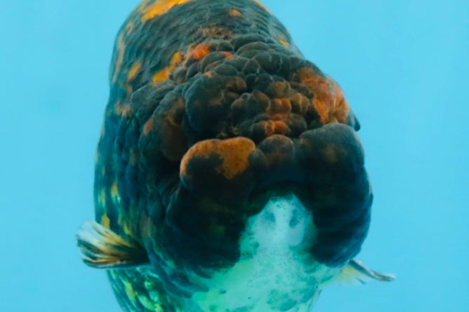 A Grade Tiger LionKing 4.5-5 inches #110725LC_17