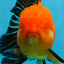 Macho Apache Oranda de grado A de 4,5 pulgadas n.° 0913OR_12