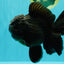 TOOTHLESS AAA Grade Calico Oranda Female 6 inches #100226OR_35