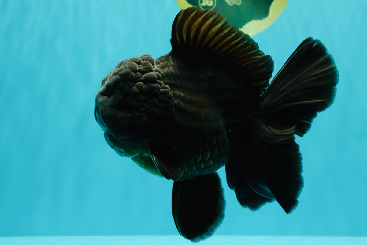 TOOTHLESS AAA Grade Calico Oranda Female 6 inches #100226OR_35
