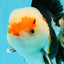 AAA Grade Tricolor Oranda Male 4.5-5 inches #0510OR_08