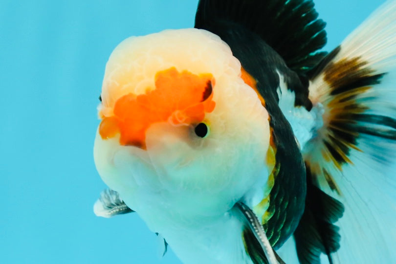 AAA Grade Tricolor Oranda Male 4.5-5 inches #0510OR_08