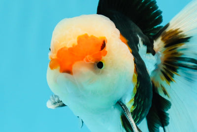 Oranda macho tricolor de grado AAA de 4,5 a 5 pulgadas n.º 0510OR_08